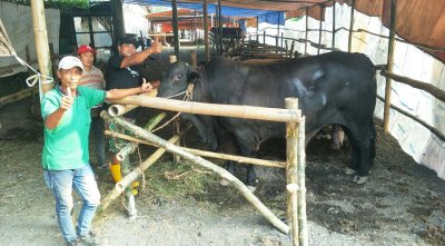 80 Ekor Sapi. Total bentuk qurban &amp; tradisi H. Rokhmawan, dalam menyambut hari raya Idul Adha.