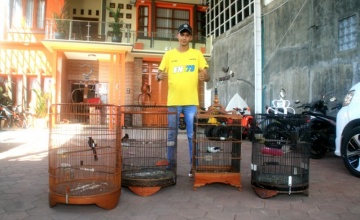 H. Adi &quot;Gombloh&quot; Lukito - Boss Mild Bird Club, Pasuruan : MERAJUT SILATURAKHMI MELALUI LOMBA BURUNG KICAUAN